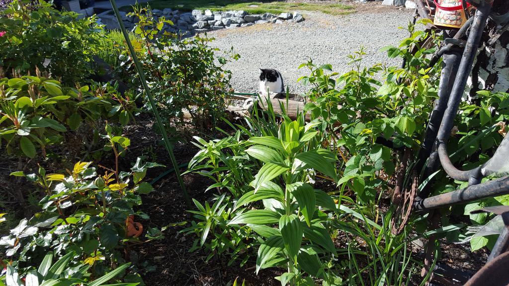 Marie Therese Apartment B&B Lake Tekapo Exterior foto